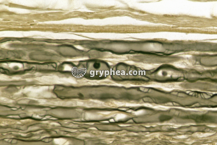 Nerf CL x100 - gryphea.com